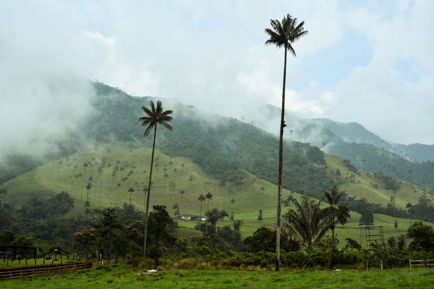 Valle de Cocora, Quindío, dentro de los planes de naturaleza y Eje Cafetero de Kinturs